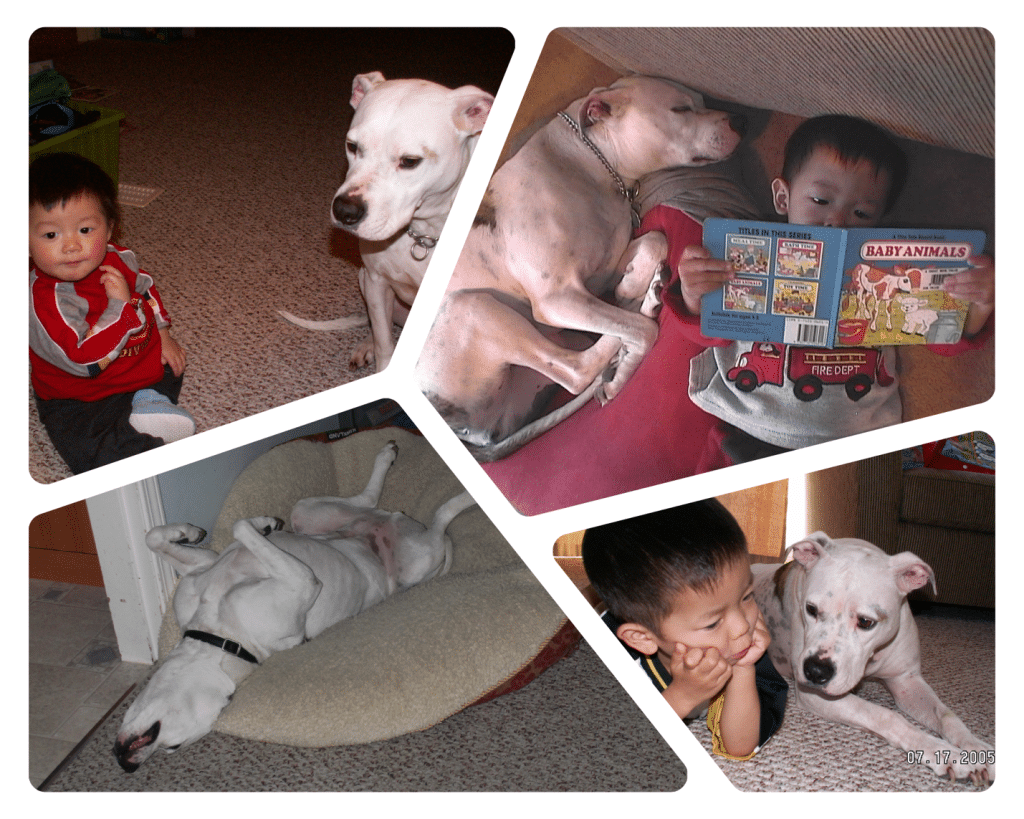 Picture of collage of family photos featuring a beloved family pet to illustrate real estate investing lessons learned 